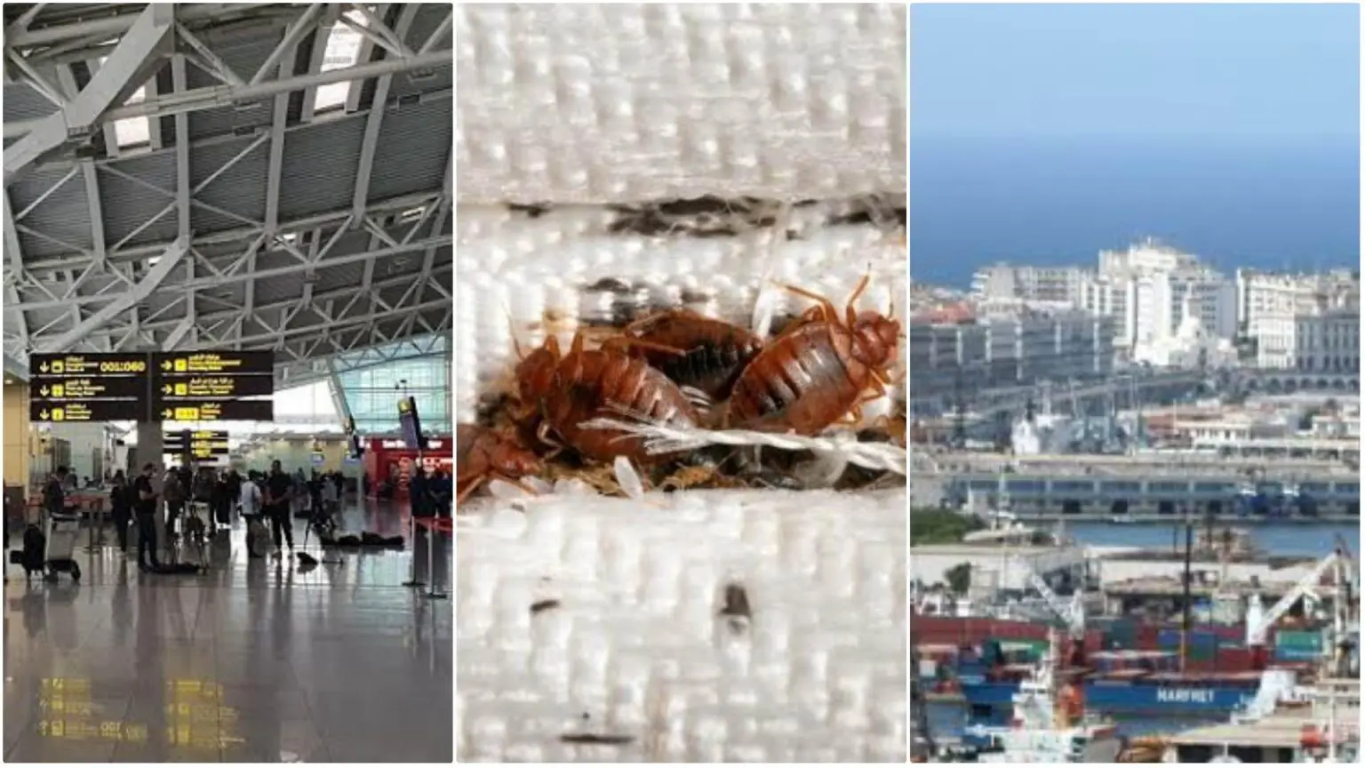 Punaises de lit : l’Algérie adopte des mesures strictes dans les aéroports et les ports