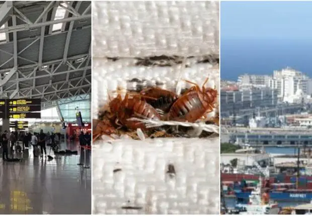 Punaises de lit : l’Algérie adopte des mesures strictes dans les aéroports et les ports