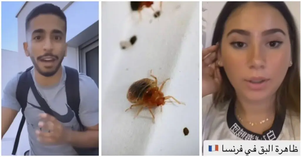 Punaises de lit en France : les influenceurs algériens racontent leur calvaire