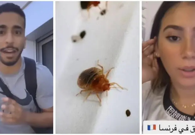 Punaises de lit en France : les influenceurs algériens racontent leur calvaire