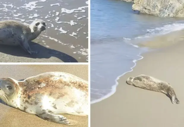 Un phoque moine de Méditerranée, espèce rare, apparait sur les côtes de Jijel (vidéo)