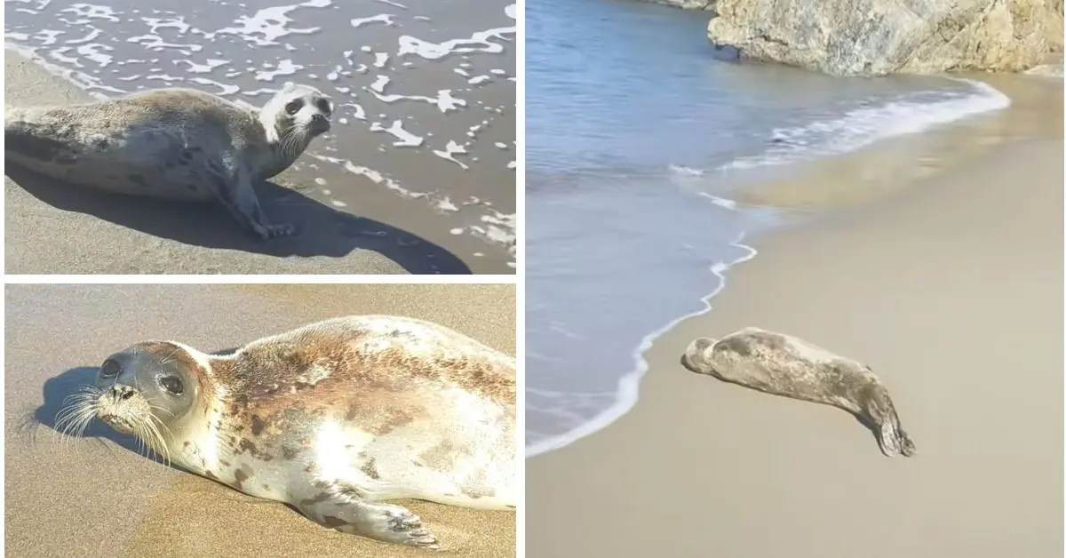 Un phoque moine de Méditerranée, espèce rare, apparait sur les côtes de Jijel (vidéo)