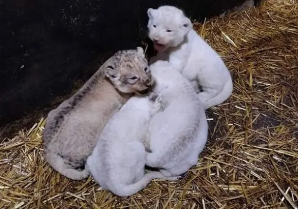 Naissance de 10 lionceaux dont 4 blancs rares dans parc de Mostaganem