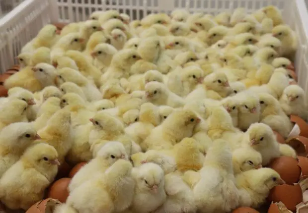 Pour stabiliser le prix du poulet, l&rsquo;État autorise de nouveau l&rsquo;importation de poussins