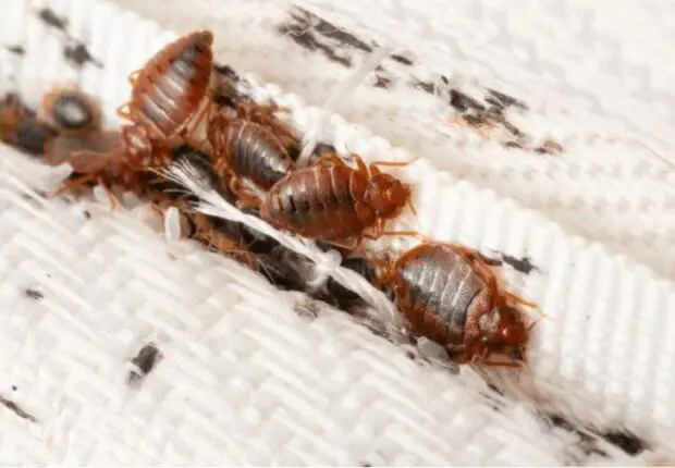 Punaises de lit en France : le Pr. Khayati détaille les mesures prises par l’Algérie