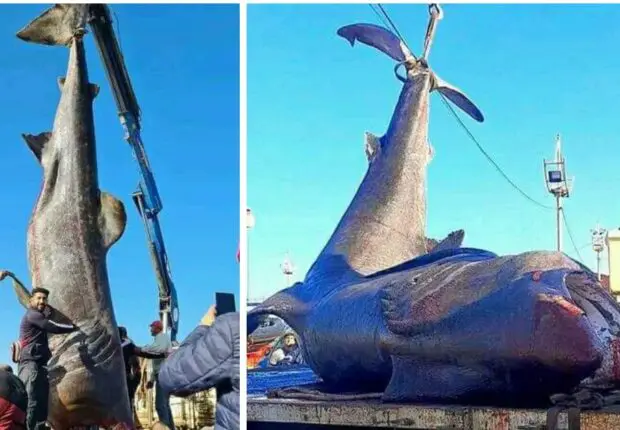 Des pêcheurs découvrent un requin pèlerin dans leurs filets au port de Tipaza