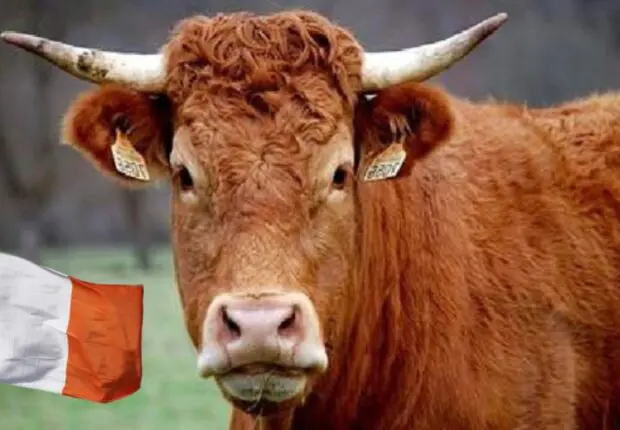 Après le poulet russe, le bœuf irlandais fait son arrivée en Algérie