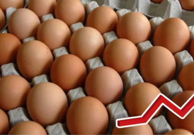 Le prix des œufs flambe en Algérie : les citoyens s’indignent