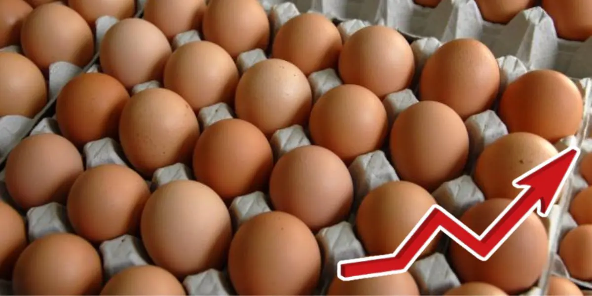 Le prix des œufs flambe en Algérie : les citoyens s’indignent