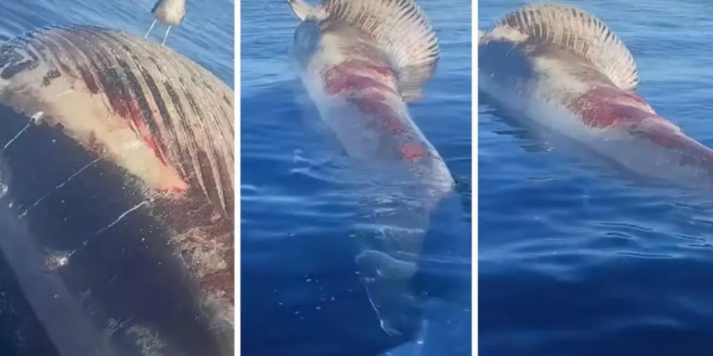 Oran : d&rsquo;une imposante taille, une baleine s&rsquo;échoue non loin du rivage (vidéo)