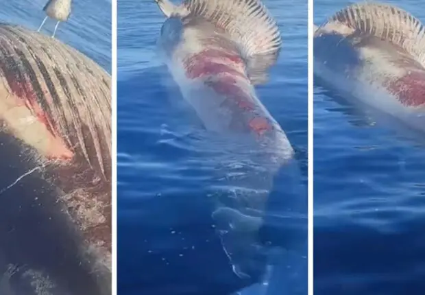 Oran : d’une imposante taille, une baleine s’échoue non loin du rivage (vidéo)