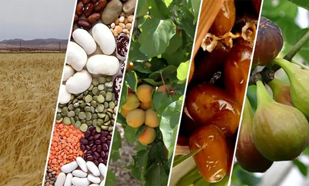 Vers l&rsquo;autosuffisance alimentaire en Algérie ? Un responsable enthousiaste