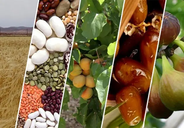 Vers l&rsquo;autosuffisance alimentaire en Algérie ? Un responsable enthousiaste