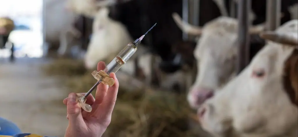 Fièvre aphteuse : 2 marchés aux bestiaux fermés suite à la propagation de l&rsquo;infection