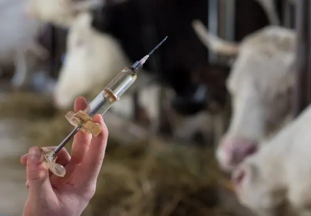 Fièvre aphteuse : 2 marchés aux bestiaux fermés suite à la propagation de l’infection