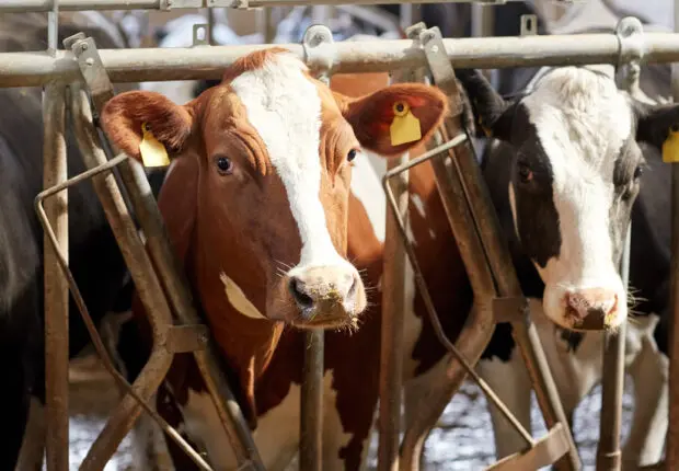 Détection de cas de fièvre aphteuse : le ministère de l’Agriculture prend les devants