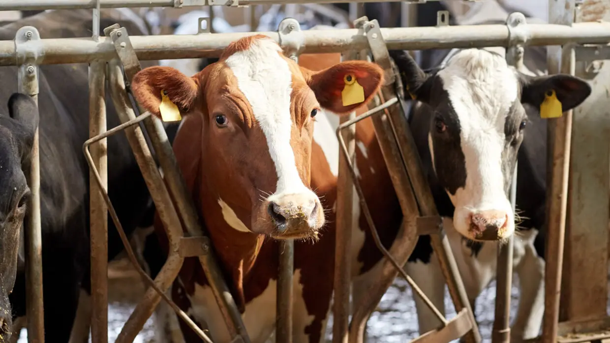 Détection de cas de fièvre aphteuse : le ministère de l’Agriculture prend les devants