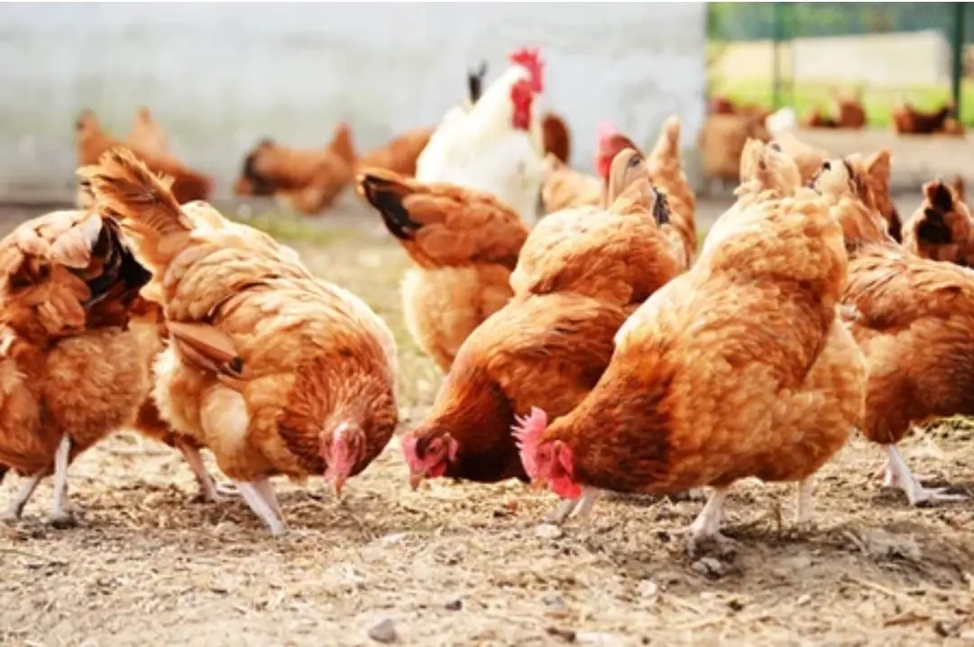 La Pologne peut-elle exporter de la viande blanche vers l’Algérie ?