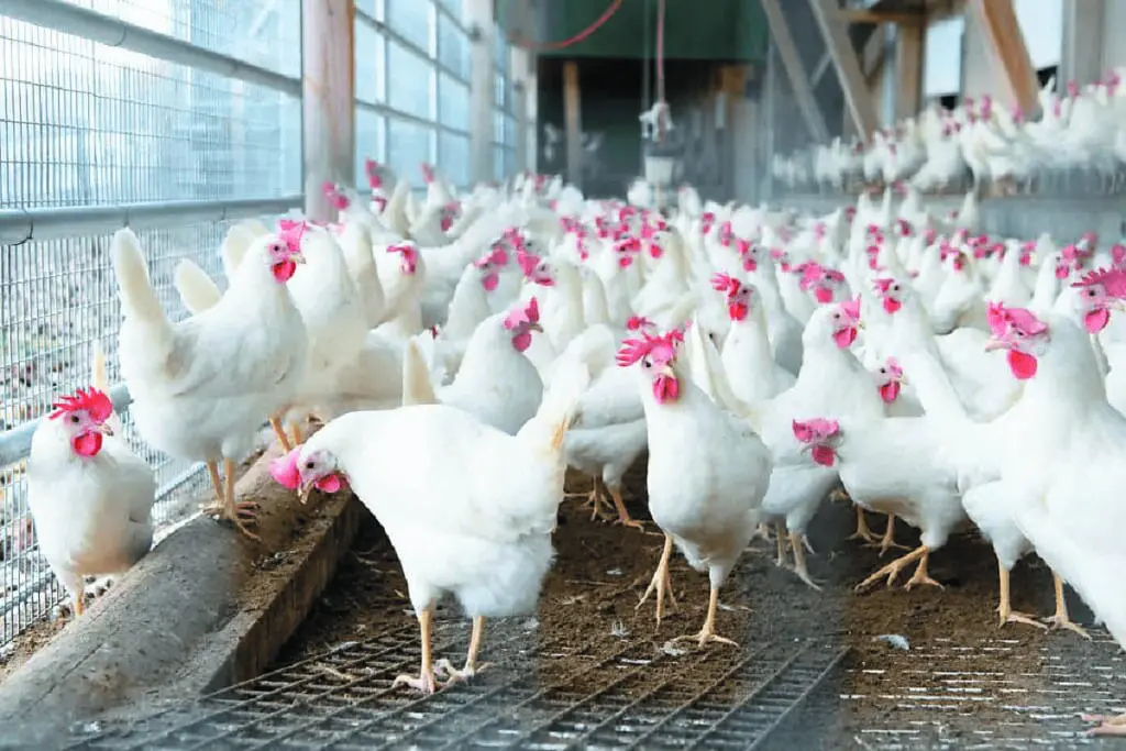 Viande blanche : importation massive de poules pondeuses pour contrer la hausse des prix