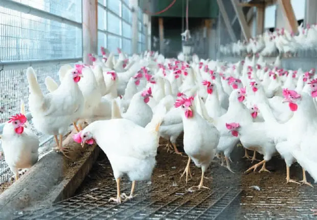 Viande blanche : importation massive de poules pondeuses pour contrer la hausse des prix