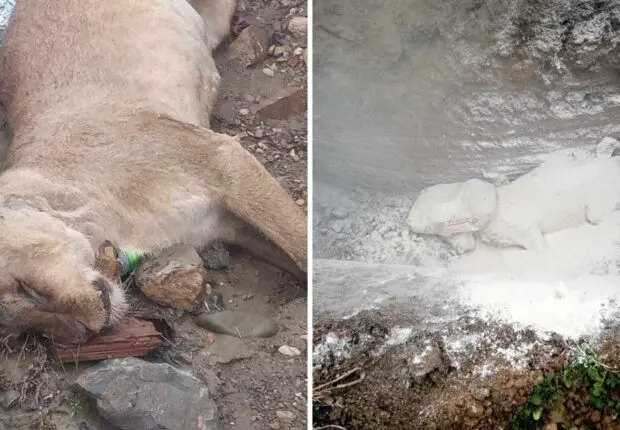 Bordj Bou Arréridj  : mystère autour d’une lionne retrouvée morte dans un ravin