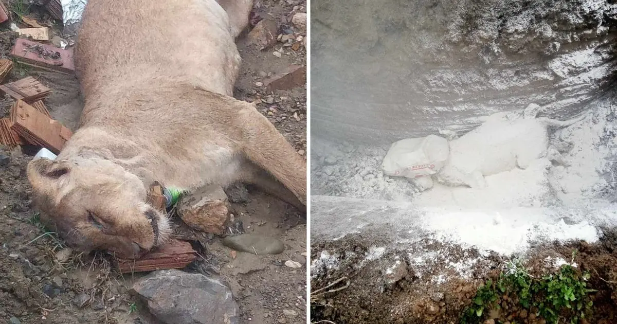 Bordj Bou Arréridj : mystère autour d’une lionne retrouvée morte dans un ravin