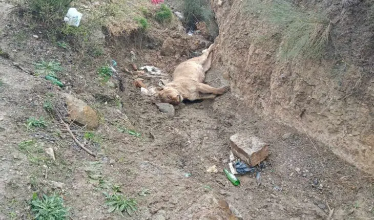 Lionne morte Algérie