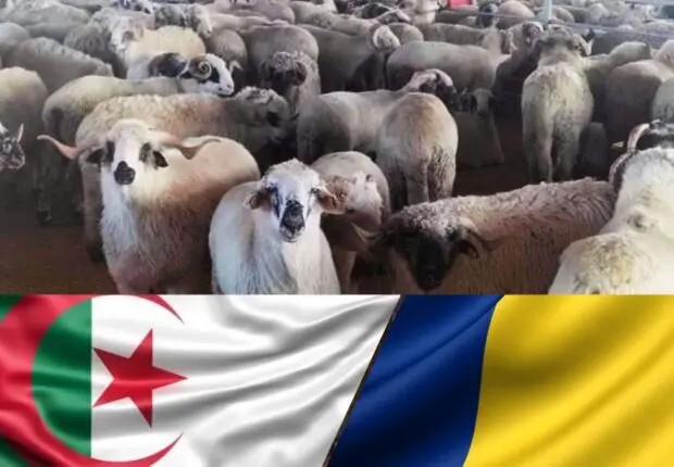 Pour casser les prix de la viande rouge : l’Algérie importe 3000 moutons de Roumanie