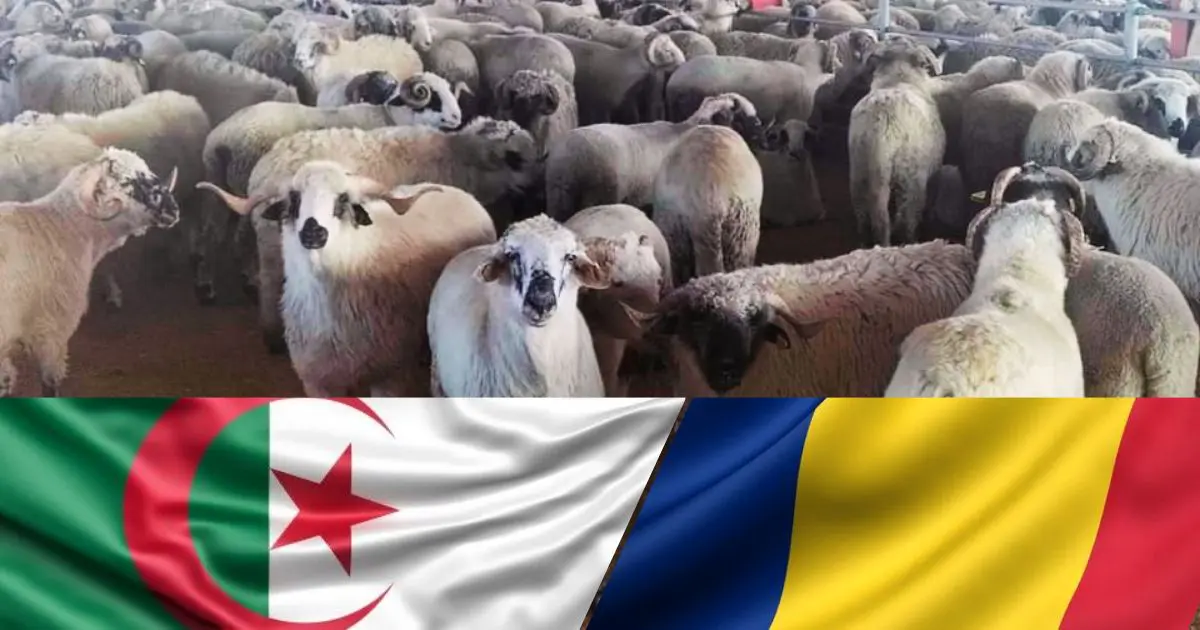 Pour casser les prix de la viande rouge : l’Algérie importe 3000 moutons de Roumanie