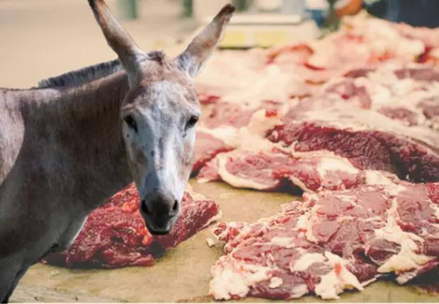 Oran : Des carcasses et des abats d’ânes découverts dans un abattoir clandestin