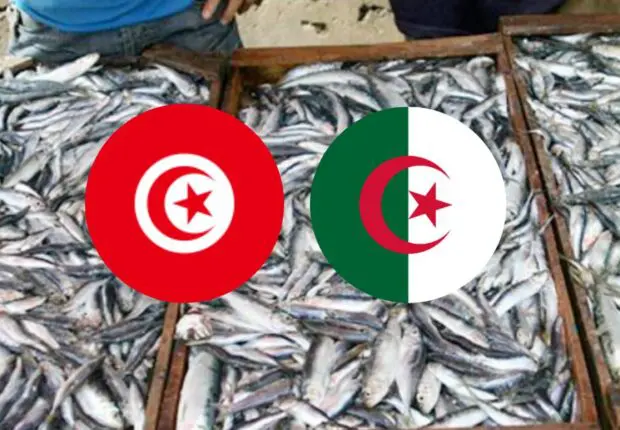 Importation de sardines tunisiennes : une solution pour stabiliser le marché algérien ?