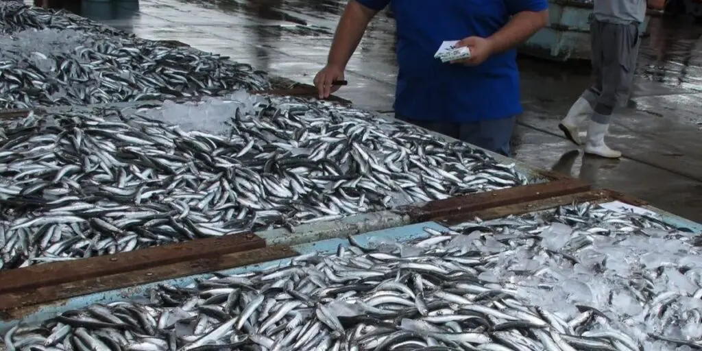Vente de sardines à 500DA/Kg : quelles sont les wilayas concernées par cette opération ?