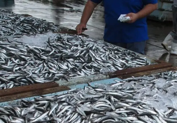 Vente de sardines à 500DA/Kg : quelles sont les wilayas concernées par cette opération ?
