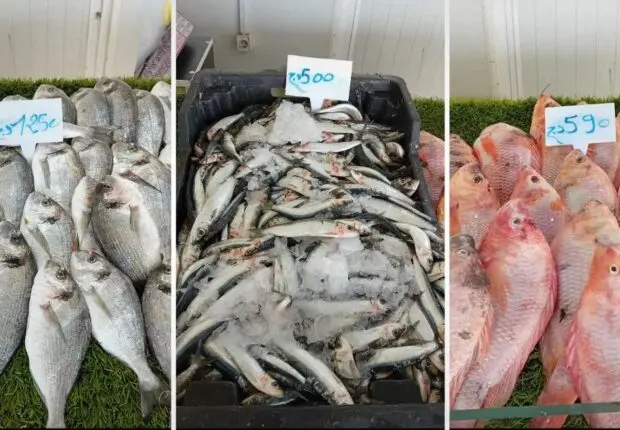Alger : la sardine à 500 DA et la daurade à 1250 DA à ces endroits