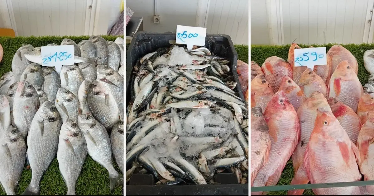 Alger : la sardine à 500 DA et la daurade à 1250 DA à ces endroits