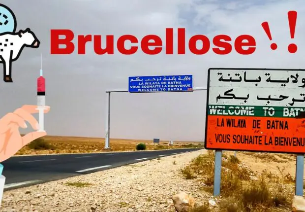 Batna : plusieurs cas de brucellose humaine détectés