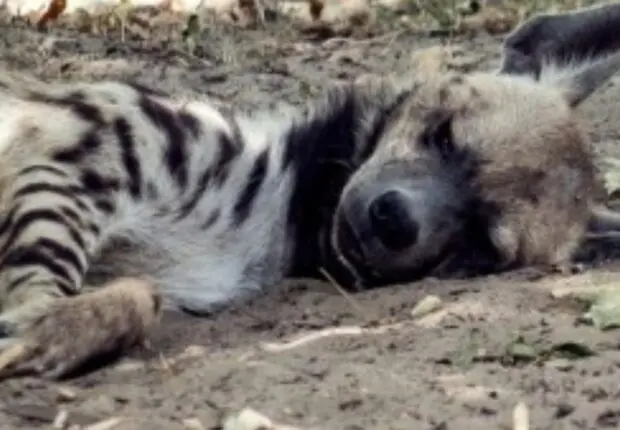 Découverte macabre à Relizane : une hyène rayée, espèce protégée, retrouvée morte