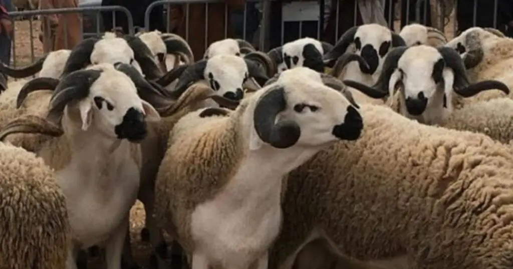 ALVIAR Importe 100 000 moutons de Roumanie pour l’Aïd El-Adha : voici leurs prix