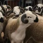 Scandale autour de l&rsquo;importation des moutons de l&rsquo;Aïd : la justice convoque 41 suspects