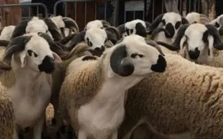 Scandale autour de l’importation des moutons de l’Aïd : la justice convoque 41 suspects