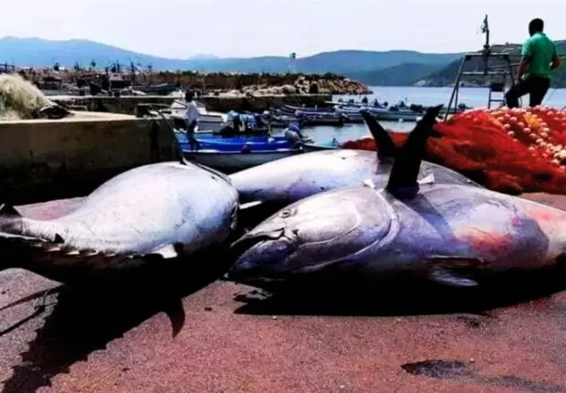 Pêche au thon rouge en Algérie : la campagne de 2024 s’annonce sous d’heureux auspices