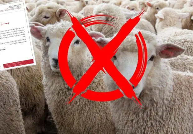 Aïd al-Adha : Alviar dément l’importation de moutons de Roumanie mais le flou persiste
