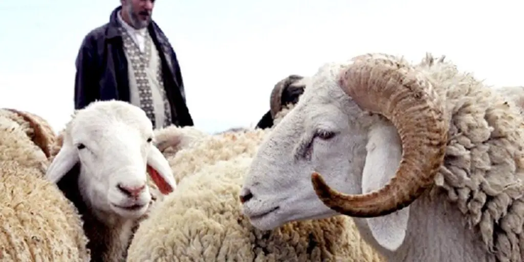 Aïd El-Adha 2024 : que révèlent les dynamiques au marché d&rsquo; El-Khroub ?