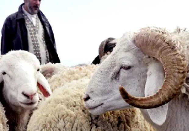 Aïd El-Adha 2024 : que révèlent les dynamiques au marché d’ El-Khroub ?