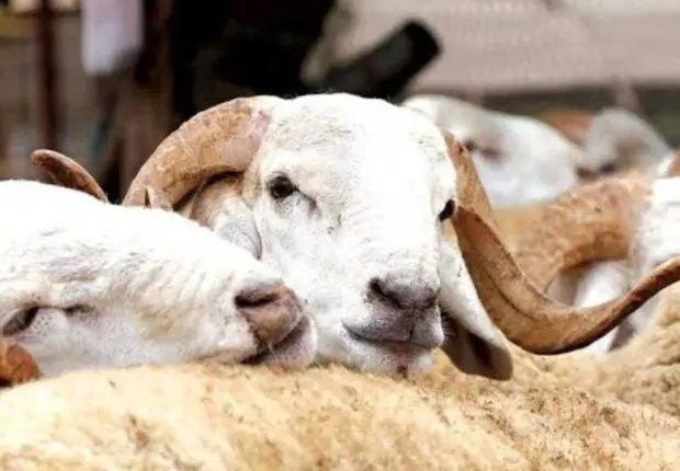 Aïd El-Adha 2025 : 4 navires de moutons roumains attendus dès demain en Algérie