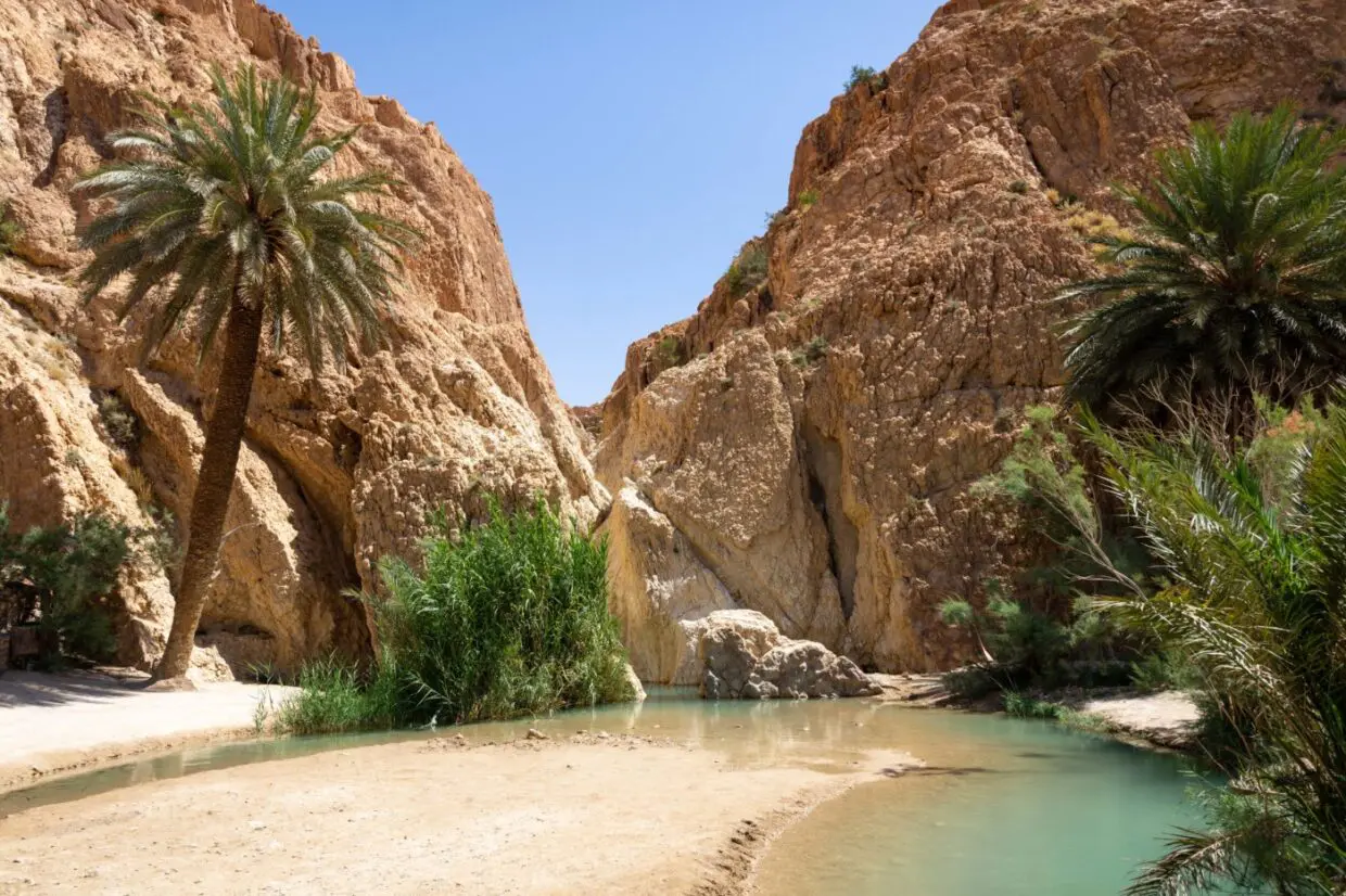 Oasis de Biskra