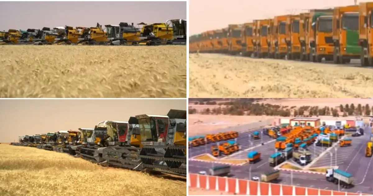 Des images montrant des files interminables de camions attendant de transporter la récolte de blé en Algérie