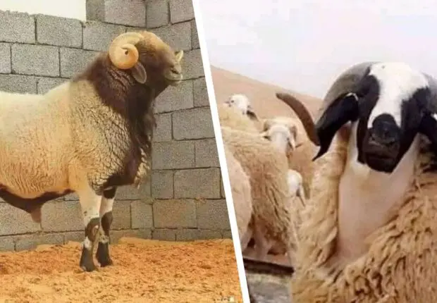 Leur prix dépasse les 500 000 DA : des races algériennes de mouton au prix d’or