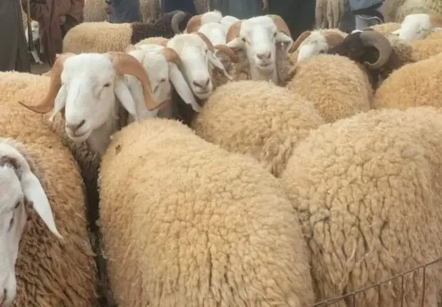 À 2 semaines de l’Aïd El-Adha : voici les prix des moutons en Algérie