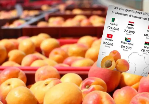 L’Algérie 1er producteur d’abricots en Afrique : les prix vont-ils enfin s’effondrer ?